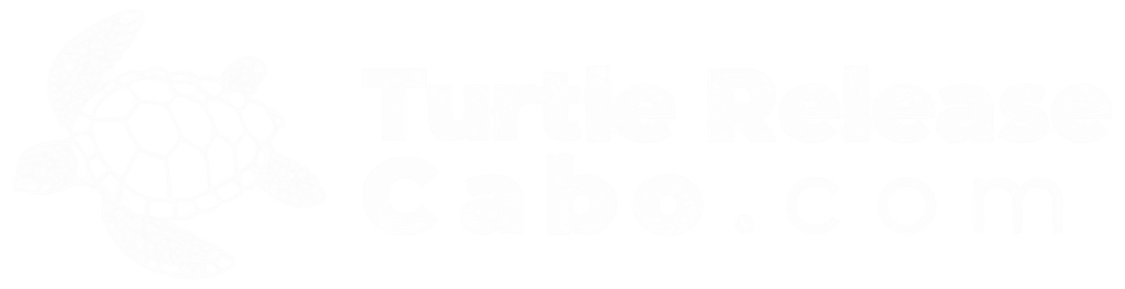 Turtle Release Cabo.com